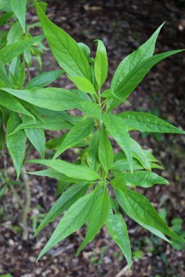 Chitalpa × tashkentensis - chitalpa taškentská - listy